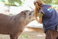 Barcelona, Ã¢â¬â¹Ã¢â¬â¹Spain, on May 2017 - Animal keeper at Barcelona Zoo taking care of the Amazonian tapir Royalty Free Stock Photo